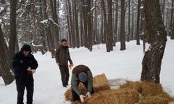 Aladağ Yaylası'nda bir metre karda yaşam mücadelesi veren yabani hayvanlara yem bırakıldı