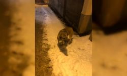 Başı teneke kutuya sıkışan köpeği belediye personeli kurtardı