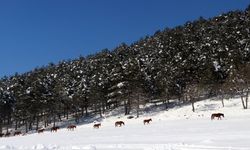 Bolu Dağı'ndaki yılkı atlarına yem bırakıldı