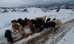 Bolu'da Kızılay ekipleri, sokak hayvanlarına yem bıraktı