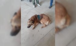 Çorum'da av tüfeğiyle vurulan köpeğin vücudundan 27 saçma mermisi çıktı