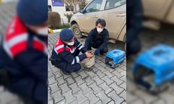 Düzce'de jandarma tarafından bulunan yaralı doğan tedavi altına alındı