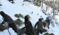 Gümüşhane'de yaban hayvanları için doğaya yem bırakıldı