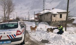 Havza'da jandarma ekipleri sokak hayvanlarını besledi