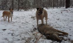 Karabük'te koyun sürüsüne saldıran kurdu kangal köpekleri boğdu