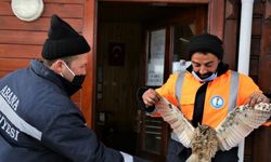 Kastamonu'da donmak üzereyken bulunan baykuş tedavi altına alındı