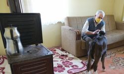 Kastamonulu aile erken doğan buzağılarını "hasta olmasın" diye evlerine aldı
