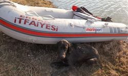 Kelkit Çayı'ndaki adacıkta mahsur kalan köpeği itfaiye kurtardı