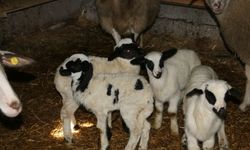 Mudurnu'da ikiz ve üçüz doğuran koyunlar sahibini sevindirdi