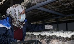 Nazire teyze 65 yaşında mantar yetiştiricisi oldu
