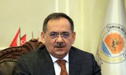 Nesli tehlike altındaki Sibirya kazı Samsun Kızılırmak Deltası'nda görüldü