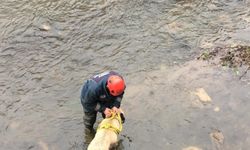 Ordu'da çaya düşen köpeği itfaiye ekipleri kurtardı