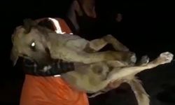 Ordu'da düştüğü derede donma tehlikesi geçiren köpek belediye ekiplerince kurtarıldı