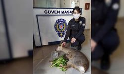Samsun'da yaralı karaca yavrusuna polis sahip çıktı