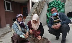 Sinop'ta 10 kilogram doğan cüce buzağıya evde özenli bakım