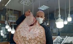 Sinop'ta ağa takılan dev kalkan balığı kilogramı 200 liradan satıldı