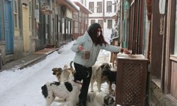 Üniversite öğrencisi genç kız Mudurnu'daki sokak hayvanlarını besliyor