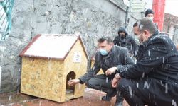 Zonguldak'ta soğuktan etkilenen hayvanlar için yapılan 18 kulübe sokaklara yerleştirildi