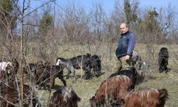 Almanya'daki kariyerini bırakıp köyüne dönen makine mühendisi keçi yetiştiricisi oldu