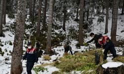 Artvin'de yaban hayatı için doğaya yem bırakıldı
