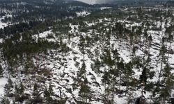 Bolu'da fırtına nedeniyle onlarca çam ağacı devrildi
