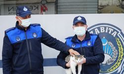 Çorum'da mahsur kaldığı ağaçtan 6 saatte indirilen kediyi zabıta sahiplendi