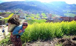 Doğu Karadeniz'de çiftçiler, ilkbaharın gelmesiyle tarlalarında temizliğe başladı