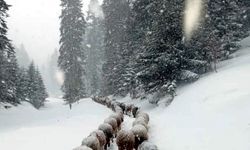 Düzce, Bolu, Sakarya, Kocaeli ve Karabük'te kar yağışı etkili oluyor