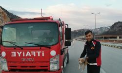 Eskipazar'da dereye düşen köpek yavrusu kurtarıldı