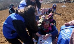 Gönüllü gençler imece usulüyle Taşköprü sarımsağını toprakla buluşturdu