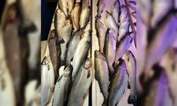 Karadeniz somonu yılın ilk iki ayında 30 ülkeye ihraç edildi