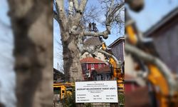 Kastamonu'da 8 asırlık anıt çınarın mevsimlik bakımı yapıldı