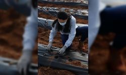 Kastamonu'da çilek üretimine başlayan kadın girişimci, ürünlerini Malezya'ya göndermeyi planlıyor