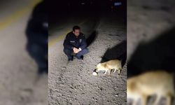 Kastamonu'da polisler yolda gördükleri tilkiyi besledi