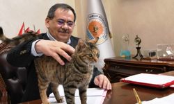 Samsun Büyükşehir Belediye Başkanı Demir sahiplendiği kediye makamında bakıyor