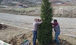 Tokat Belediyesi şehitlikte ağaçlandırma ve bakım çalışmaları yapıyor
