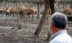 Zonguldak'taki alageyiğin tüfekle vurulmasına ilişkin hayvan bahçesi görevlisi yaşananları anlattı: