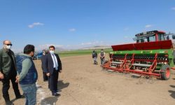 Amasya'da yerli kenevir tohumu "Vezir"in ekimi yapıldı