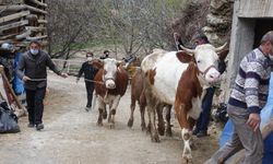 Artvin'de yangın nedeniyle mağdur olan besicilere devletten büyükbaş hayvan desteği