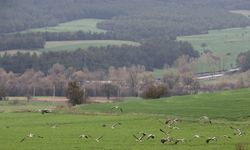 "Baharın müjdecisi" leylekler Bolu'yu renklendirdi