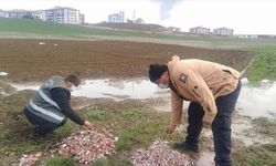 "Baharın müjdecisi" leylekler için Karabük'teki konaklama alanlarına yem bırakıldı