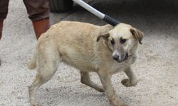 Bolu'da Anadolu Otoyolu kenarında bulunan 20 köpek barınağa götürüldü