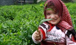 Çay üreticisi bu yıl yaş çay taban fiyatının 5 TL olmasını istiyor