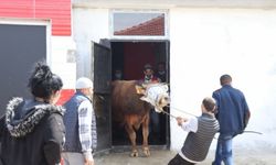 Düzce'de kaçak et kesimi yapılan 2 ruhsatsız iş yeri mühürlendi