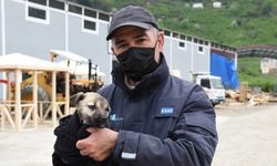 Giresun'da derede mahsur kalan köpek yavrusu kurtarıldı