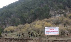 Göynük'te doğal kızılcık sahalarında rehabilitasyon çalışması başlatıldı