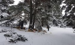 Ilgaz Dağı'nda yaban hayvanları için doğaya yem bırakıldı