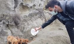 Karabük'te sokağa çıkma kısıtlamasında sokak hayvanlarına mama desteği verildi