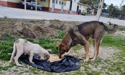 Kastamonu'da HAYTAP gönüllüleri, kısıtlamada yiyecek bulmakta zorlanan sokak hayvanlarını unutmadı