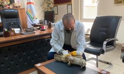 Tokat'ta bir vatandaşın arazide bitkin bulduğu şahin yetkililere teslim edildi